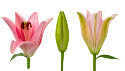Pink lily buds at different blooming stages showing their development isolated on transparent background