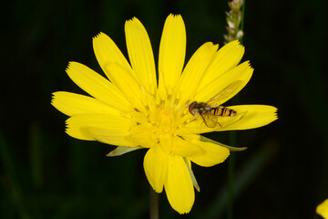 Schwebfliegen, Gemeine Winterschwebfliege, Episyrphus balteatus