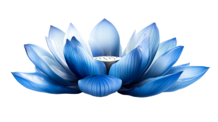 Exotic blue lotus flower on black, cut out transparent