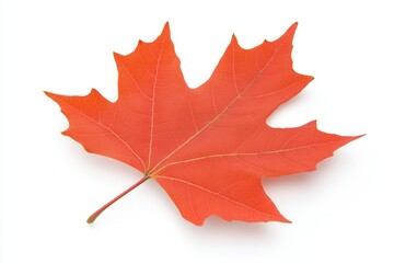 Fototapeta premium Vibrant red maple leaf isolated on white background, showcasing autumn colors and details