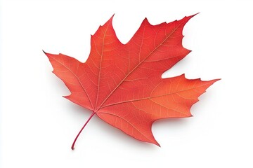 Obraz premium Vibrant red maple leaf showcasing intricate veins against a clean white background