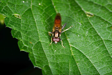Schwebfliege,  Keulen-Grashalmschwebfliege,  Tropidia scita