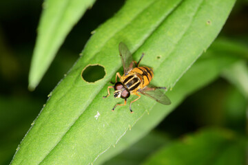 Große Sumpfschwebfliege, Helophilus trivittatus