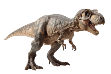 Discovering Allosaurus: A Jurassic Giant Isolated On White Background.