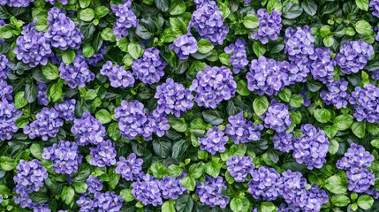 Obraz premium Lush Purple Blossoms with Green Leaves Creating a Vibrant Floral Background in a Natural Setting