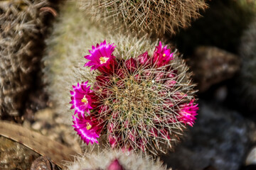 Blooming Cactus with Vibrant Pink Flowers in a Desert Garden