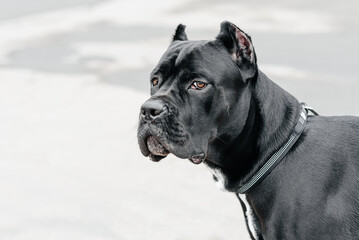black Cane Corso standing on asphalt road in city park, close-up view of muzzle, large dog, italian breed of mastiff, guard dog, companion dog, livestock protector, dogwalking concept, copy space