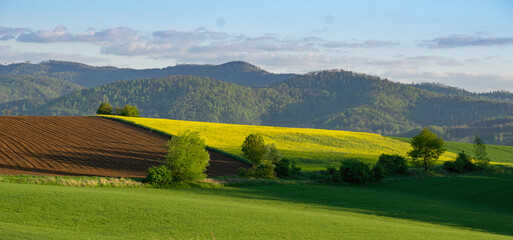 Panoramic view of a field of blooming rapeseed and the Sudetes Mountains in the background.
