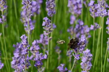 Blattschneiderbiene, Megachile versicolor