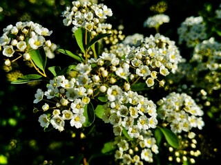 close-up of bush blooming with white flowers