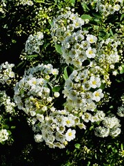 close-up of bush blooming with white flowers