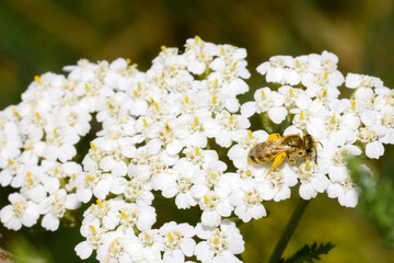 Goldglänzende Furchenbiene,  Halictus subauratus