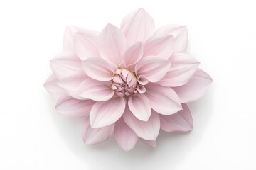 Fototapeta premium Pink dahlia isolated on white background
