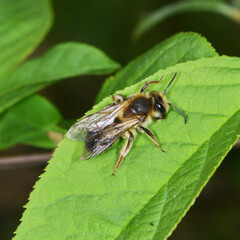 Sandbienen, Erdbienen,  Andrena apicata