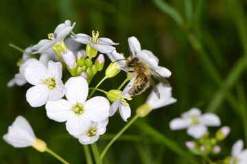 Frühlings-Seidenbiene,  Colletes cunicularius