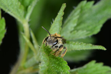  Gemeine Pelzbiene,  Anthophora plumipes