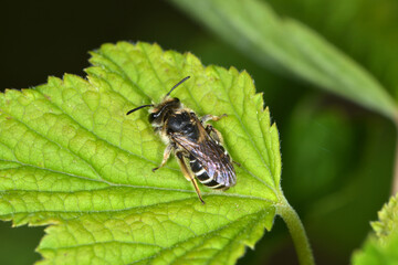  Gemeine Sandbiene,  Andrena flavipes