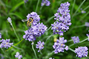 Blattschneiderbiene, Megachile versicolor