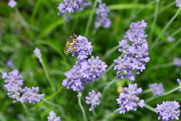 Blattschneiderbiene, Megachile versicolor
