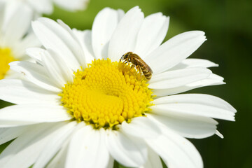 Fototapeta premium Goldglänzende Furchenbiene, Halictus subauratus, Furchenbiene, Halictus spp.