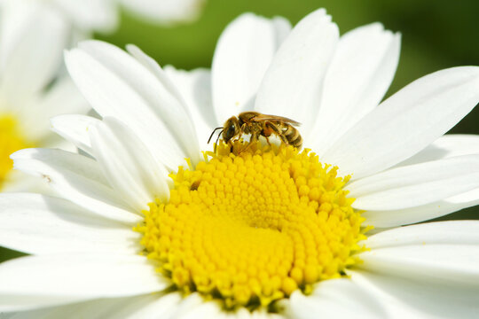  Goldgl&auml;nzende Furchenbiene,  Halictus subauratus,  Furchenbiene, Halictus spp.