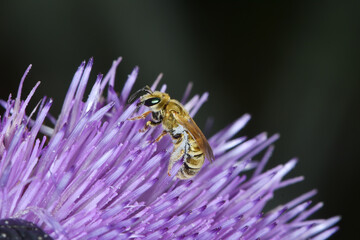  Goldglänzende Furchenbiene,  Halictus subauratus,  Furchenbiene,  Halictus spp.