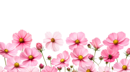 Border of cosmos flower isolated, cut out transparent