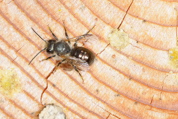 Gehörnte Mauerbiene, Osmia cornuta