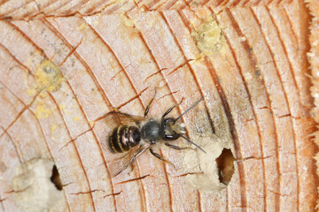 Gehörnte Mauerbiene, Osmia cornuta