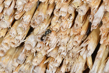 Gehörnte Mauerbiene, Osmia cornuta