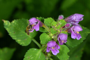 Sechsbindige Furchenbiene, Halictus sexcinctus