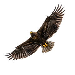 Fototapeta premium Majestic Eagle in Flight: Stunning Bird Photography