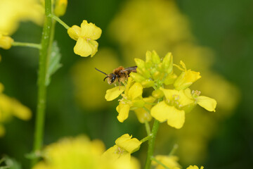 Rostrote Mauerbiene,  Osmia bicornis