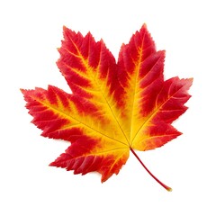Fototapeta premium A vibrant autumn maple leaf, featuring red and yellow colors, isolated on a clean white background