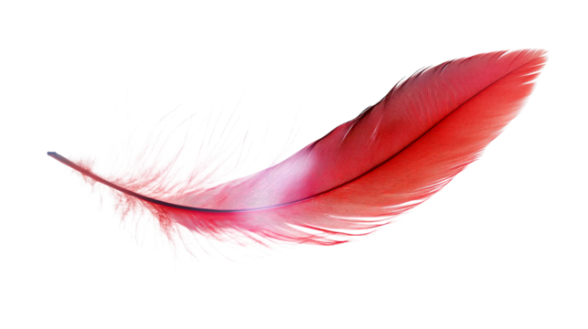 Elegant red feather on transparent background
