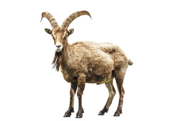 Capricorn Traits: Responsible and Goal-Oriented Isolated On White Background.