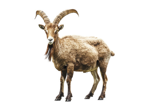 Capricorn Traits: Responsible and Goal-Oriented Isolated On White Background.