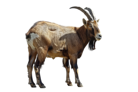 Understanding Capricorn: Traits and Characteristics Isolated On White Background.