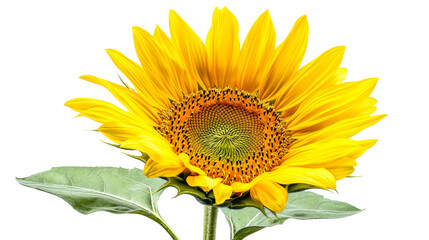 Obraz premium Vibrant yellow sunflower blooms brightly
