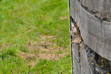 Bienen, Bienenhaus, Bienstock, Bienenkästen