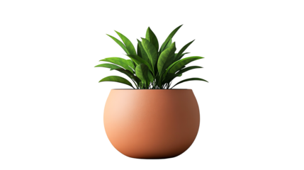 Elegant green plant in round terracotta pot
