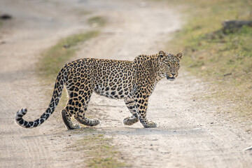Indian leopard