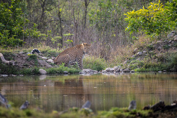 Indian leopard
