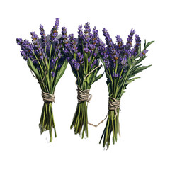Fototapeta premium Three bunches of fragrant lavender flowers tied with twine on a transparent background Concept of aromatherapy, relaxation, and natural beauty