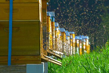 Bienen, Bienenhaus, Bienstock, Bienenkästen