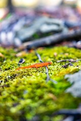 Vibrant Orange Newt on Green Moss