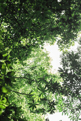 the sky, leaves, forest, nature, quiet, no one, beautiful