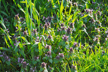 Taubnessel, Purpurrote, Lamium purpureum