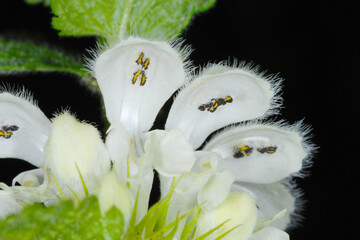 Weiße Taubnessel,  Lamium album