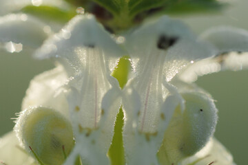 Weiße Taubnessel,  Lamium album